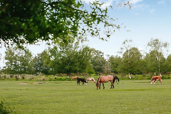 Premium 2 Bed - Green Hill Farm Holiday Village, Landford,  Nr Salisbury